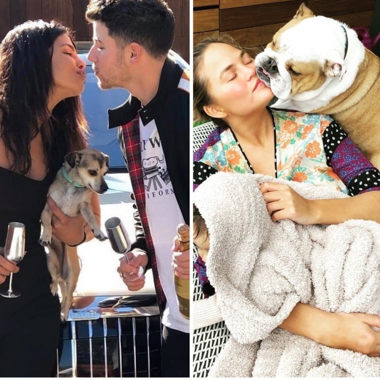 Heart Evangelista, Priyanka Chopra and Chrissy Teigen are among the pet-loving celebrities being just a little bit too nice to their pooches. Photo: Instagram