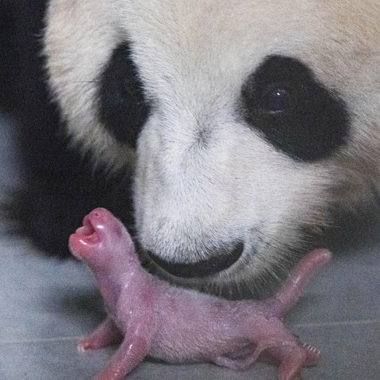 First Ever Giant Panda Cub Born In South Korean Zoo South China