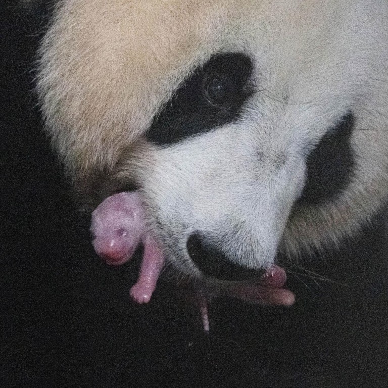 First Ever Giant Panda Cub Born In South Korean Zoo South China Morning Post