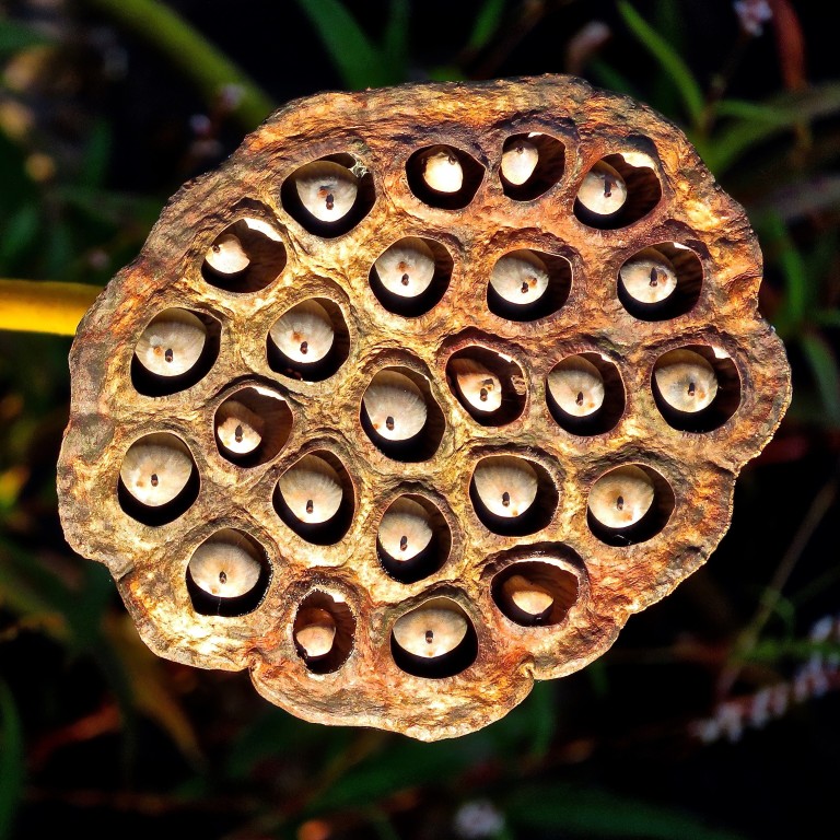 Lotus Seeds And Fox Nuts Superfoods Used In Ayurveda And Tcm Why They Are Good For You And How To Eat Them Three Recipes South China Morning Post The lotus plant is quite different from most plants and flowers. lotus seeds and fox nuts superfoods