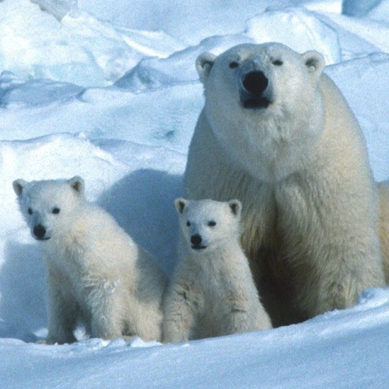 Trump Administration Approves Opening Arctic Wildlife Refuge For Drilling South China Morning Post