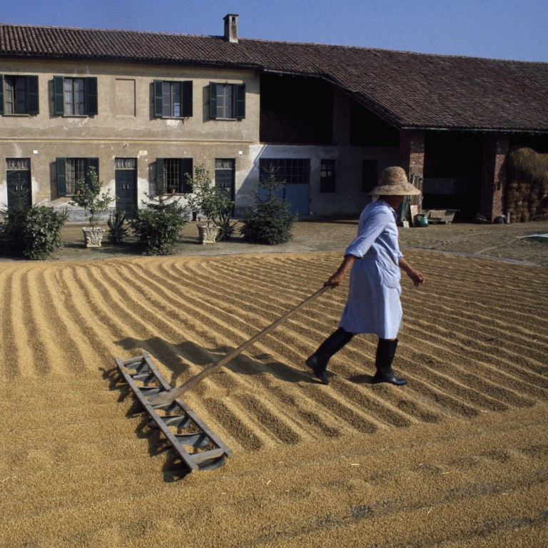 Italian Rice Workers Secrets of the Italian rice used in risotto – and the rice paddies of ...