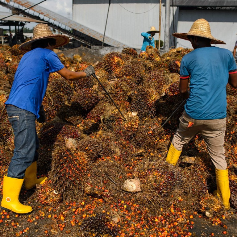 Malaysia S Palm Oil Producers Recruit Prisoners Ex Drug Addicts To Solve Coronavirus Driven Labour Shortage South China Morning Post