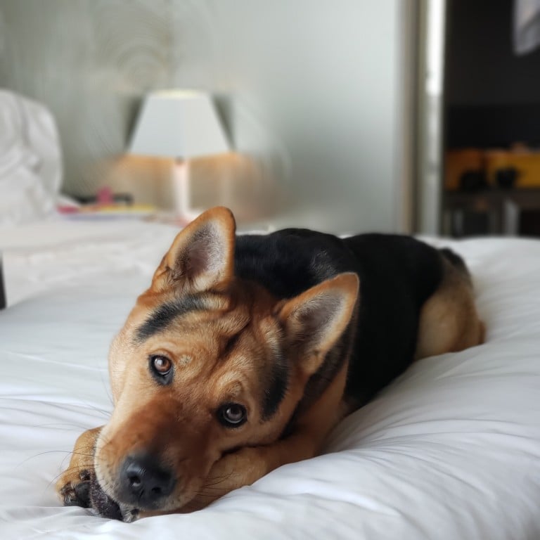 Re-paw-ter Brooke reviews the W Hong Kong's Pets Are Welcome programme. Photo: Jacqueline Tsang