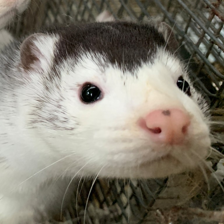 Denmark plans to cull its entire mink population and announced strict new lockdown measures. Photo: Reuters