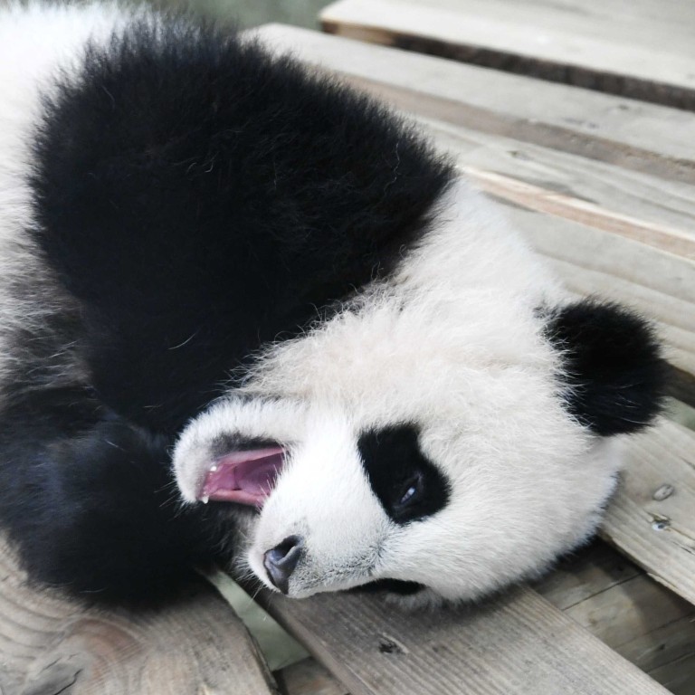 Baby Panda Born In Netherlands Makes Public Debut South China Morning Post Baby Panda Born In Netherlands Makes Public Debut South China Morning Post