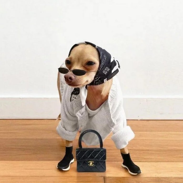 Dog influencer Boobie Billie’s fierce fashion sense hasn’t gone unnoticed on Instagram. Photo: Luxurylaunches