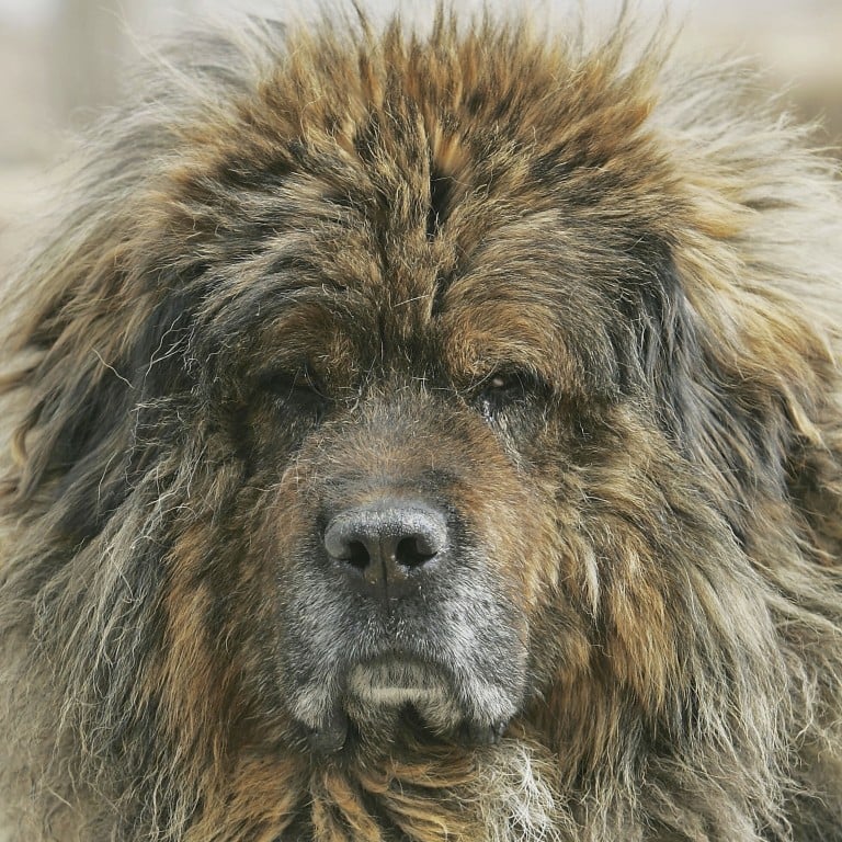 Chinese cheap mastiff puppy