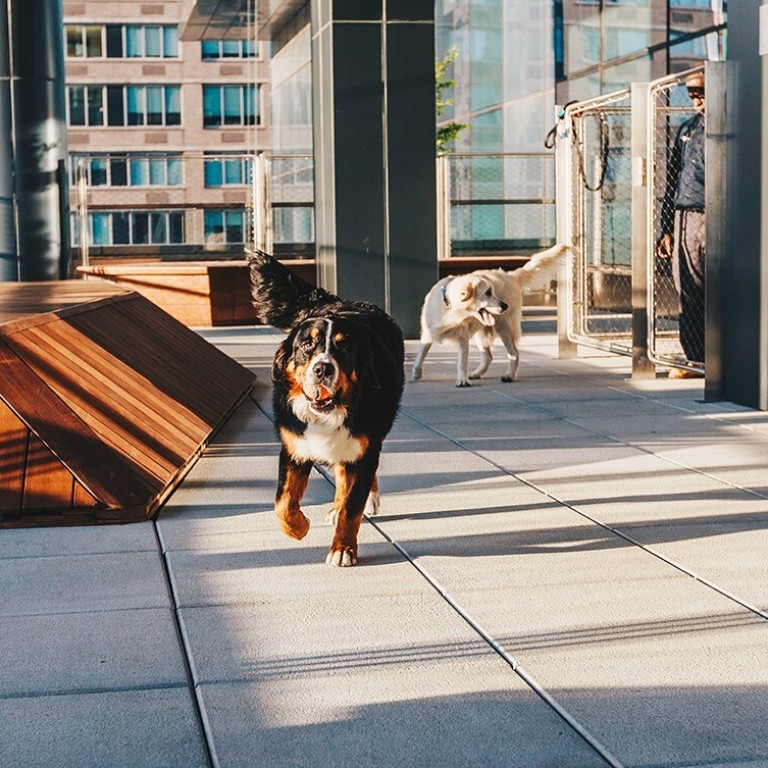 Quay canine dog walking hot sale services