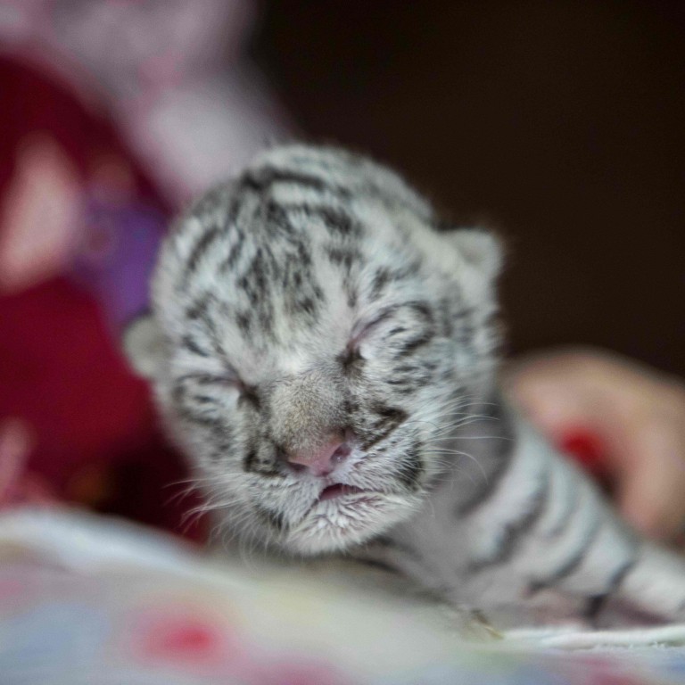 Baby White Tigers With Blue Eyes Wallpapers