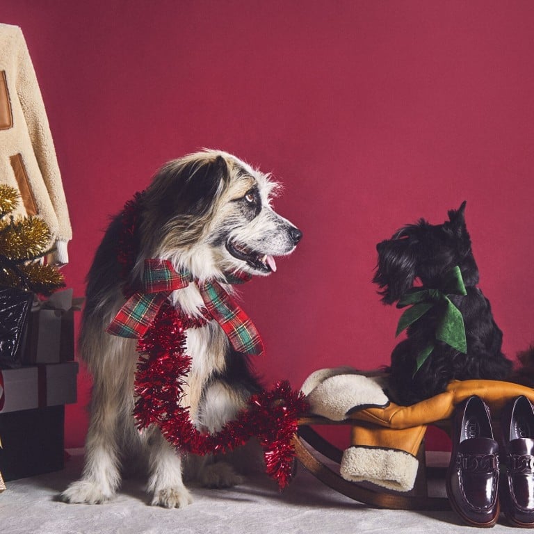 China’s dog owners are increasingly likely to spend money on special gifts and products for their pets. Photo: Tod's