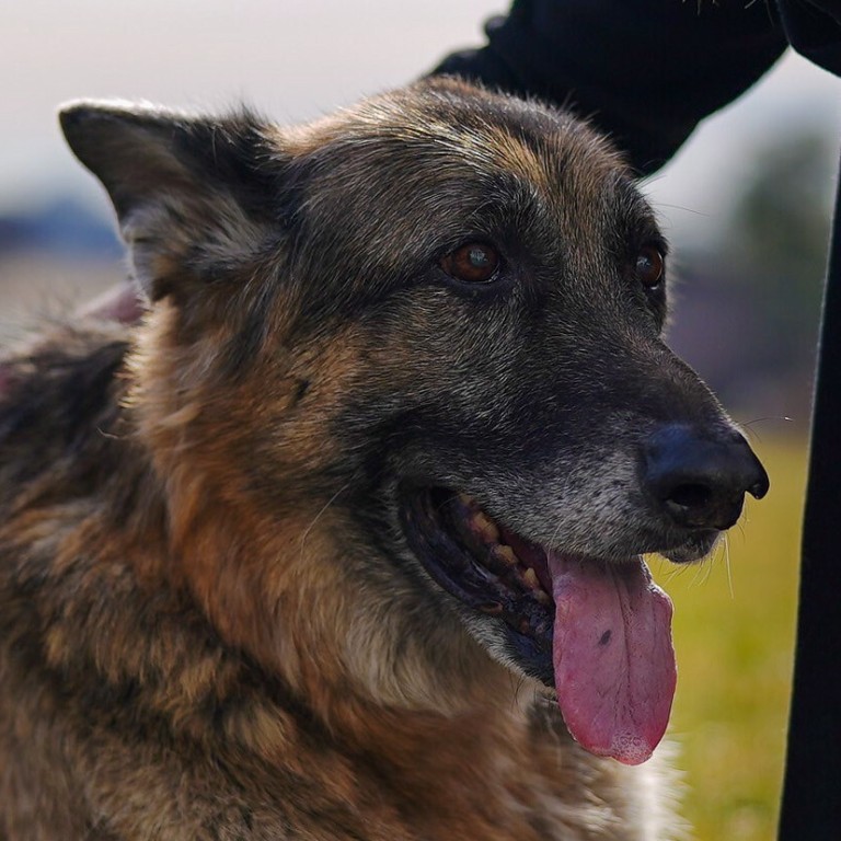 Joe Biden S Dogs Champ And Major Settle In At White House South China Morning Post