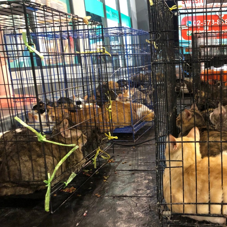 More than 300 abandoned cats rescued from two Bangkok houses