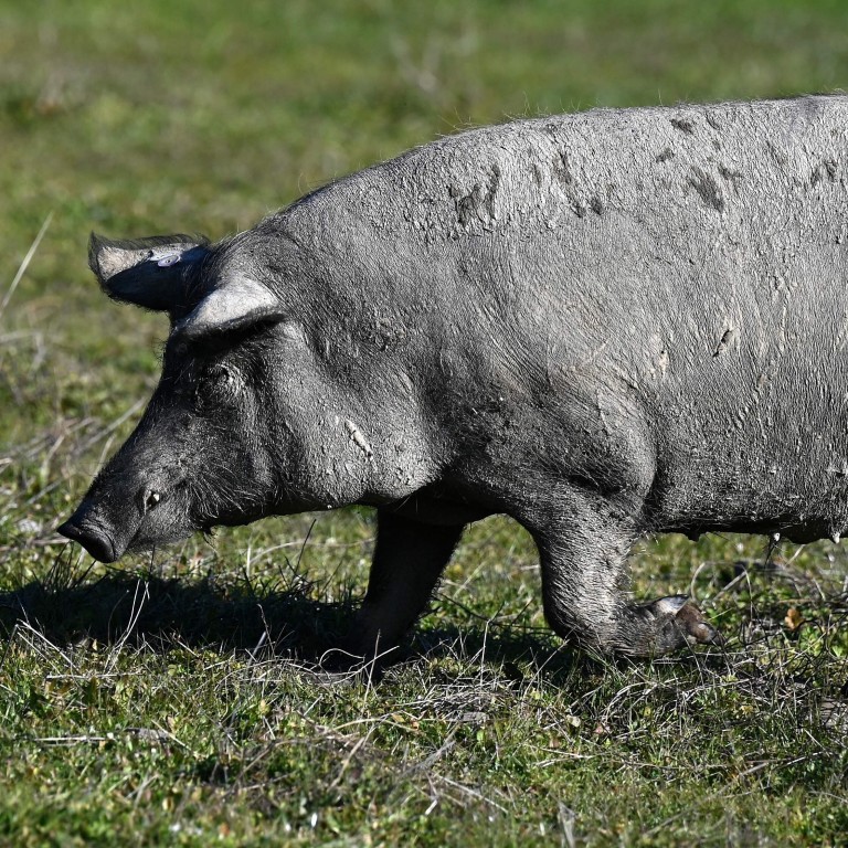 Mammals Can Breathe Through Anus In Emergencies Say Japanese