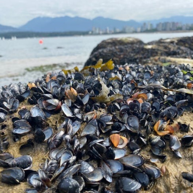 Extreme heat in Canada cooks millions of shellfish alive South China