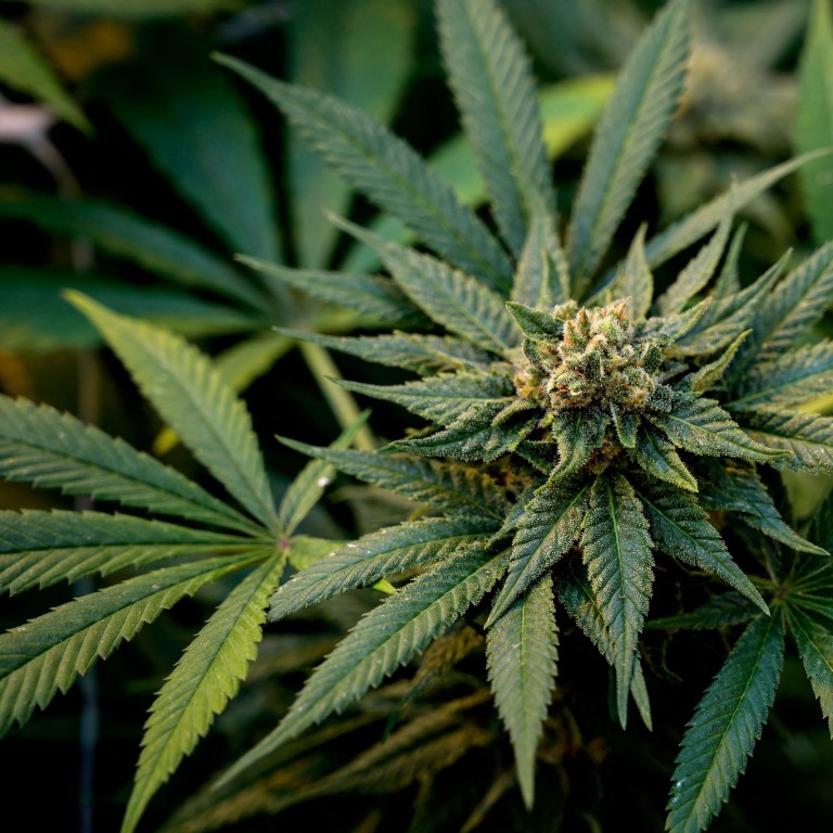 Cannabis was first domesticated 12,000 years ago in China, researchers ...