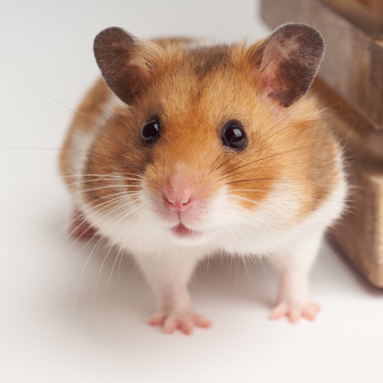 Why is my hamster biting her cage on sale