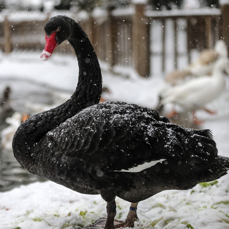 Uendelighed patrulje fjerkræ North Korea farms black swans, rabbits, catfish as food crisis leaves Kim  feeling like he's 'walking on ice' | South China Morning Post