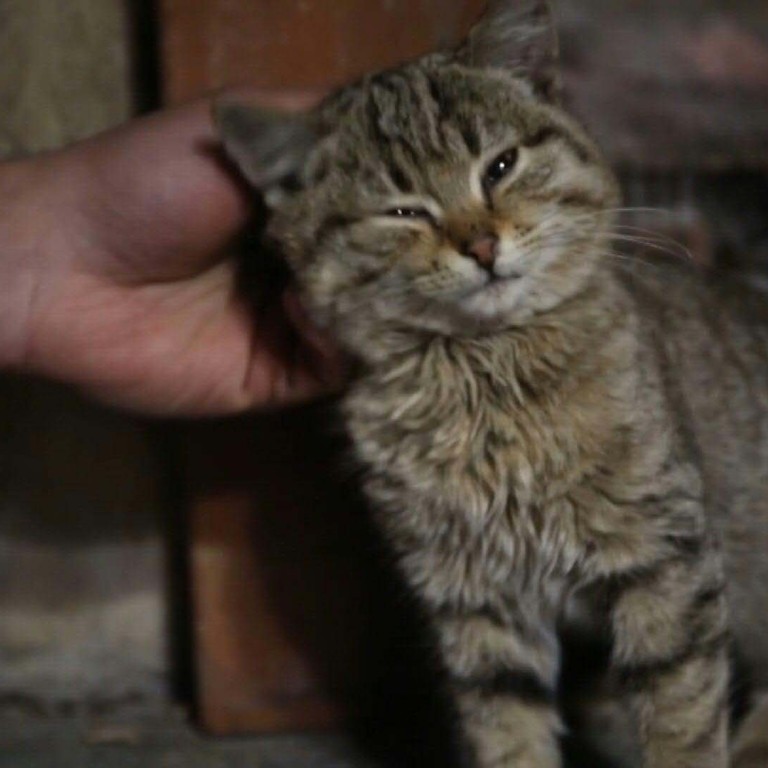 In Ukraine's trenches, stray cats and dogs are a soldier's companions |  South China Morning Post