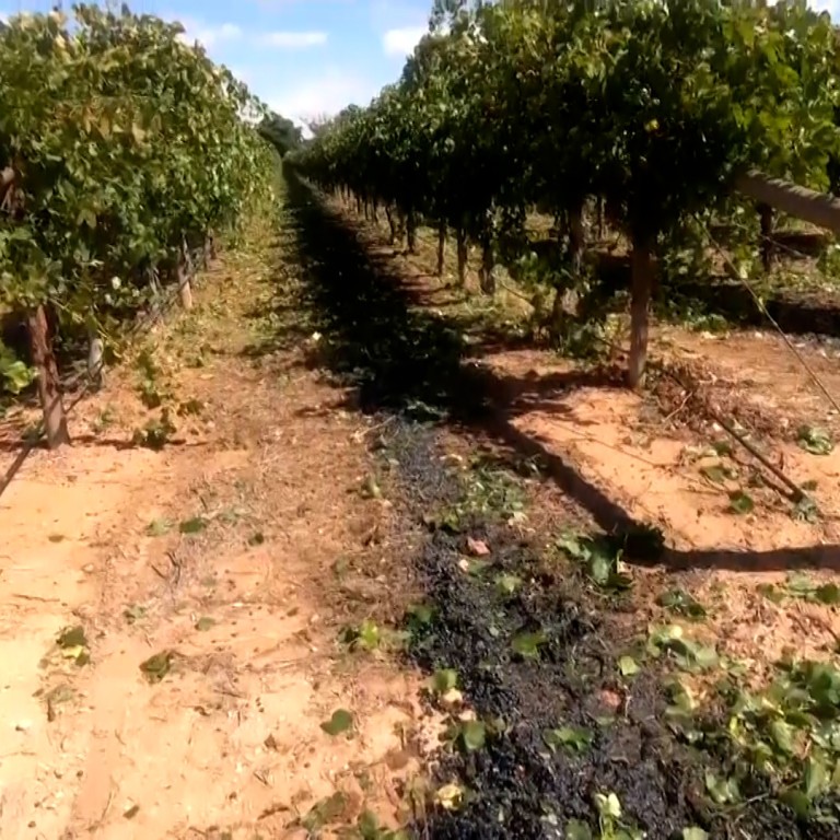 Australian winemakers squeezed by Chinese tariffs leave tonnes of grapes to rot