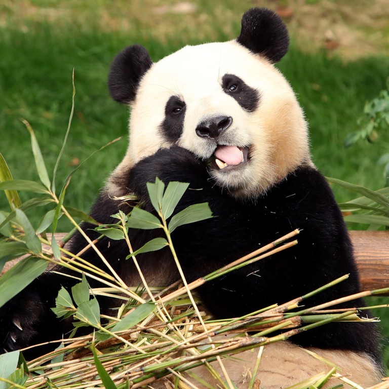 Beloved panda Fu Bao starts quarantine in China after