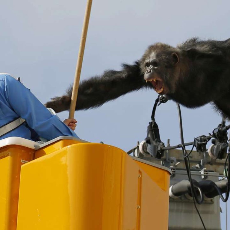 Monkey business Chacha the runaway chimp survives fall from power