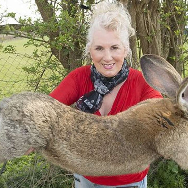 United Airlines in new PR headache after giant rabbit dies on flight