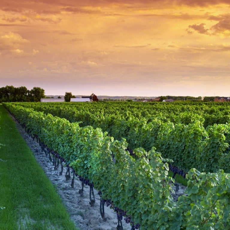 PondView Estate Winery, Niagara-on-the-Lake. Ontario’s vineyards produce about two-thirds of the wine grapes in Canada, with the Niagara Peninsula contributing about 90 per cent of this