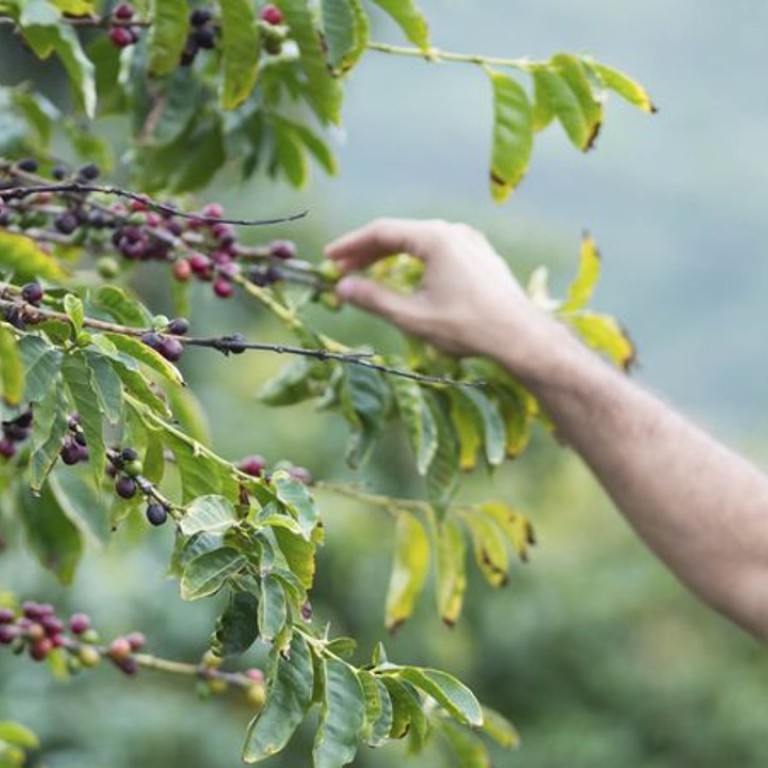 Yemeni coffee used to be impossible to find. Now mocha’s taking the coffee world by storm