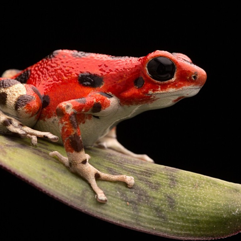 ‘Opportunist’ frogs flourished in wake of extinction of dinosaurs ...