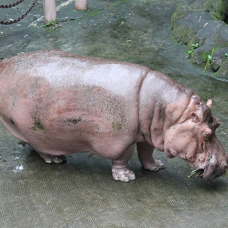 Bertha, the ‘world’s oldest hippo’, dies at Philippine zoo South
