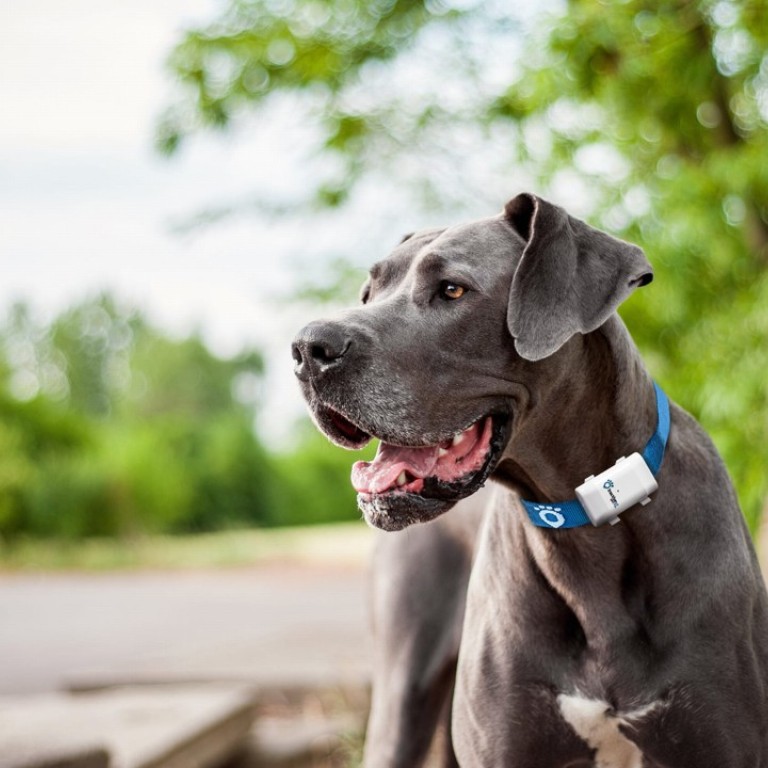 Seven pet activity and location trackers to help you get to know them