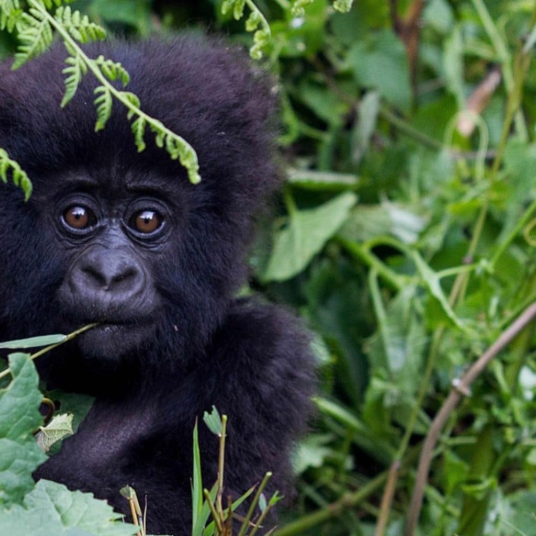A baby mountain gorilla in the Sabyinyo Mountains of Rwanda. Photo: AFP
