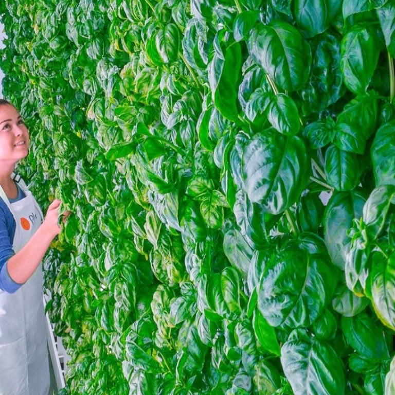 Investors are jumping on the vertical farming bandwagon
