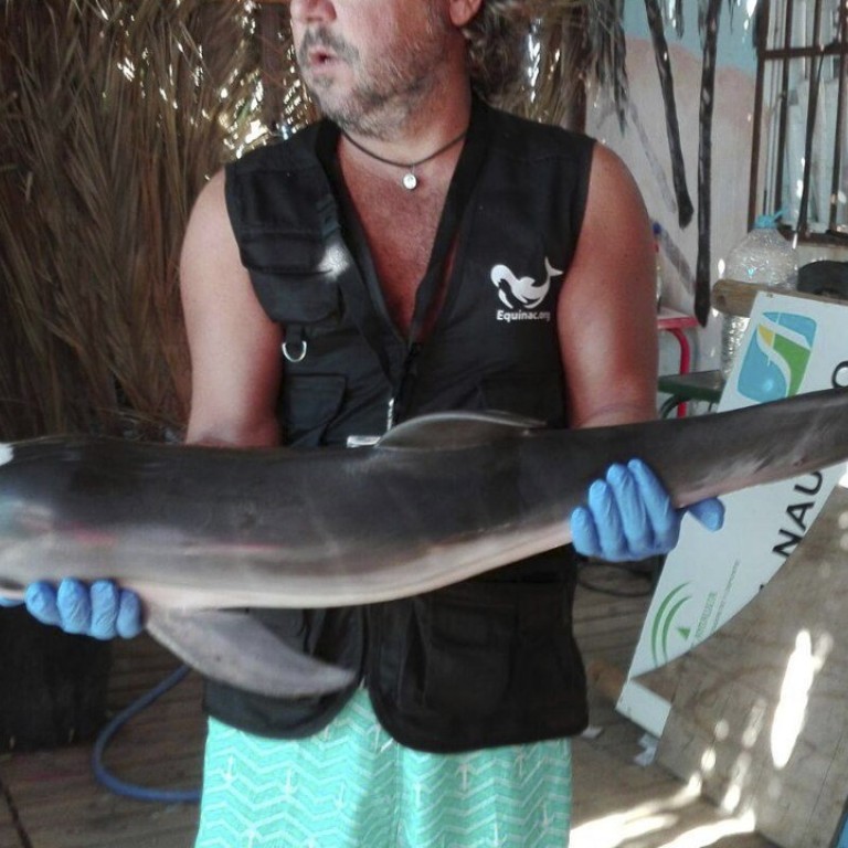 Baby dolphin dies after hundreds of beachgoers in Spain pass it around