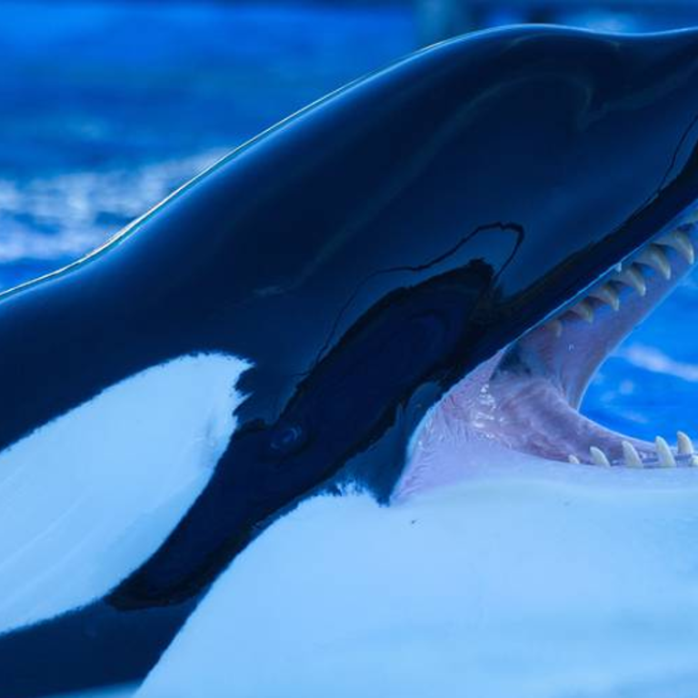 New Zealand scientists alarmed at captive orcas' teeth | South China