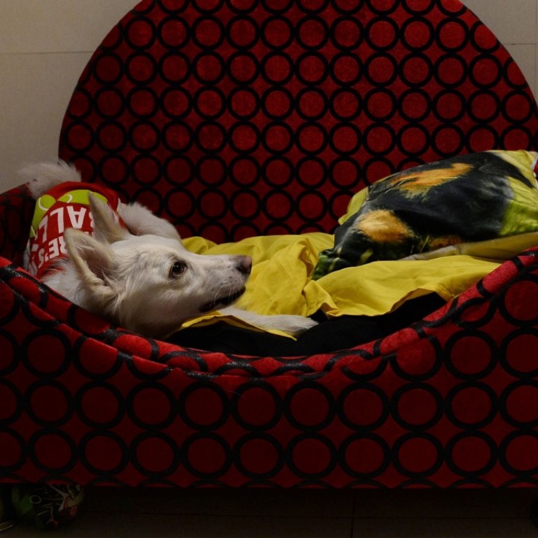 A dog rests on a bed at the luxury dog hotel Critterati in Gurgaon, India, which can cost up to US$70 per night. Photo: AFP