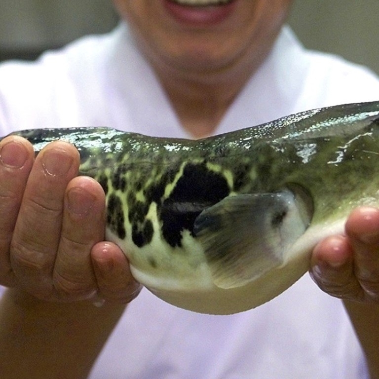 Japanese cormorant fishermen keep alive tradition that belongs to another  age