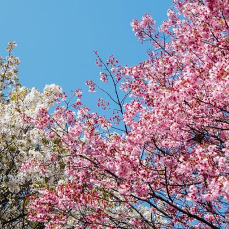 Cherry blossoms are expected to appear on trees in Japan from March 20 onwards. Photo: Unsplash