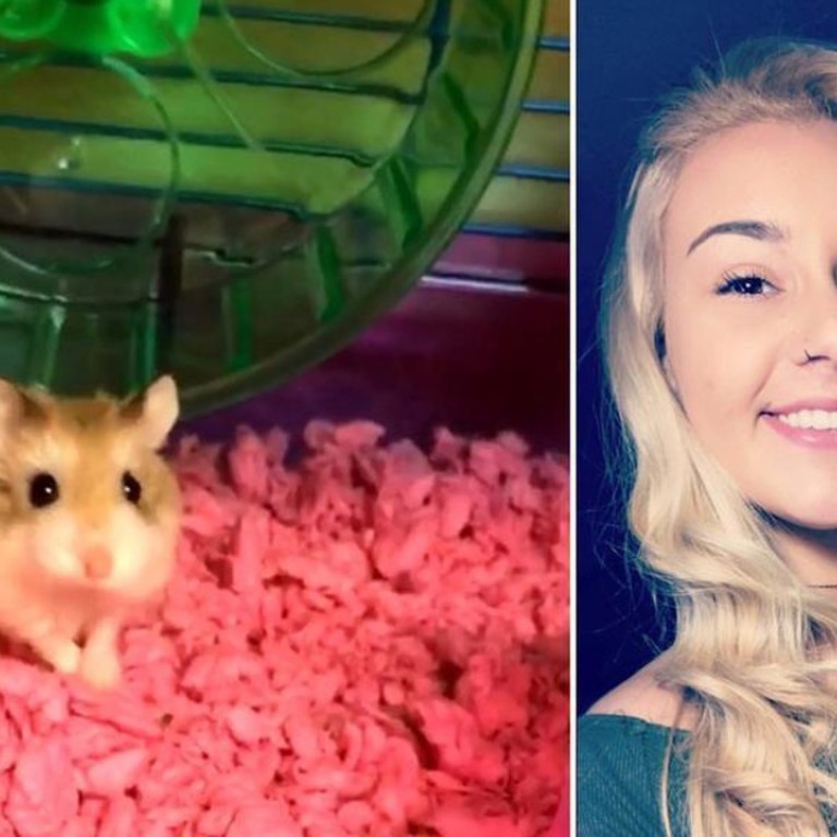 Florida woman says airline told her to flush pet hamster down the toilet -  National
