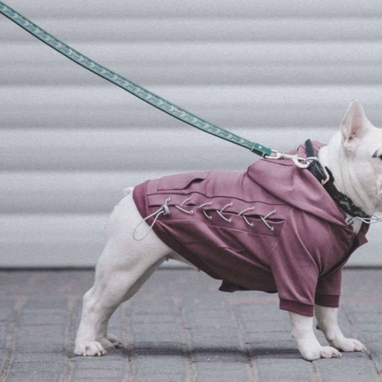 Designer Yorkie Clothes: 10 Luxury Picks For Your Pet -Yorkies Gram