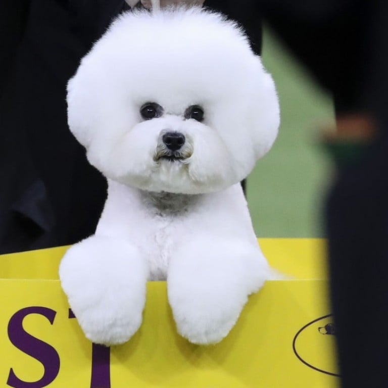 Bichon frise clearance show dog