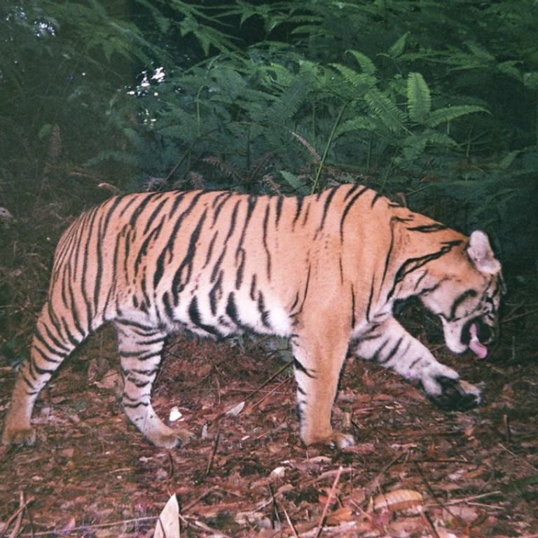 Superstitious villagers feared endangered Sumatran tiger was a shape