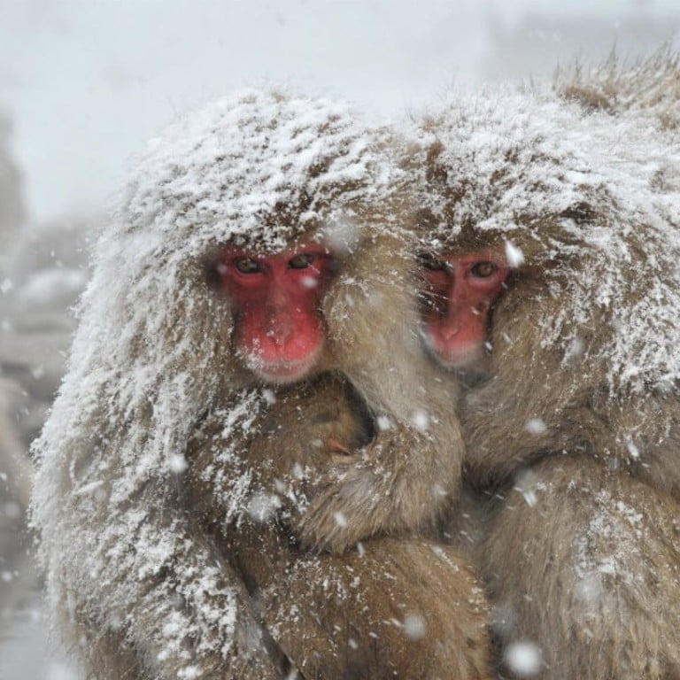 Japanese macaque, commonly referred to as “snow monkeys”, sit next to an open-air hot spring bath at the Jigokudani (Hell's Valley) Monkey Park in Yamanouchi, in Nagano. Photo: AFP