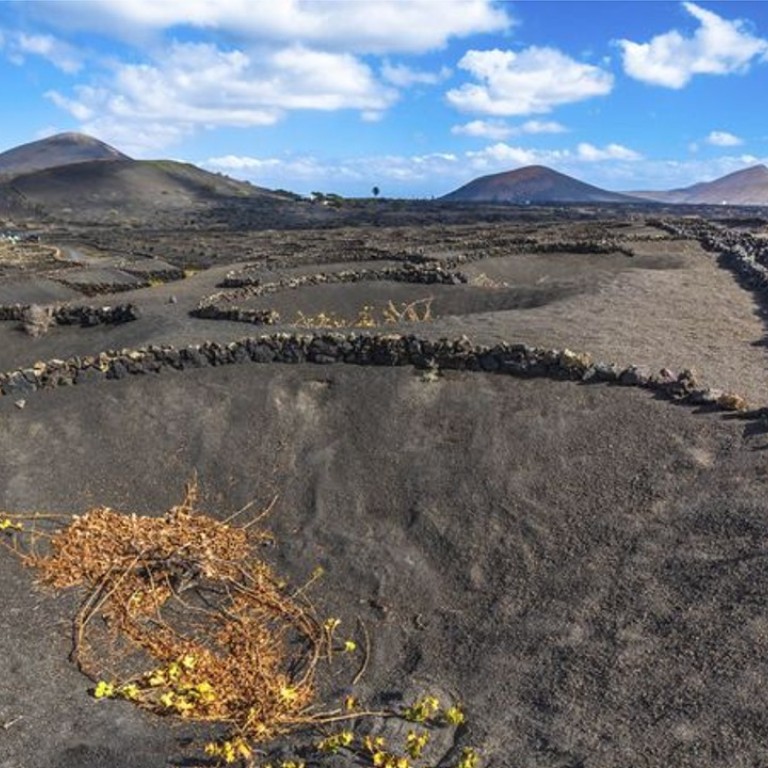 La Geria, on Lanzarote in the Canary Islands, seems like an unlikely place to grow anything. But some vines are planted in lava cracks, others in mini-craters in black basalt. Photo: javarman3/iStockphoto