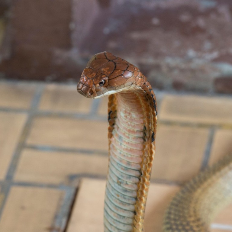 King cobras in Thailand: why some villagers worship the snake and others  drink its blood