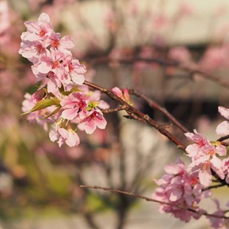 Cherry blossoms in Hong Kong Velodrome Park