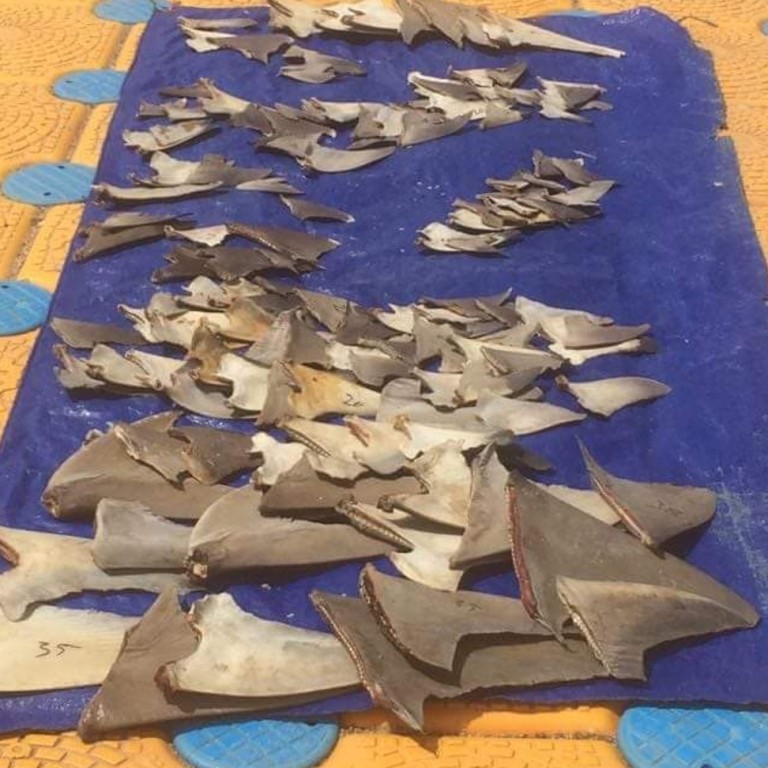 Shark fin sold in Hong Kong contains dangerous levels of mercury