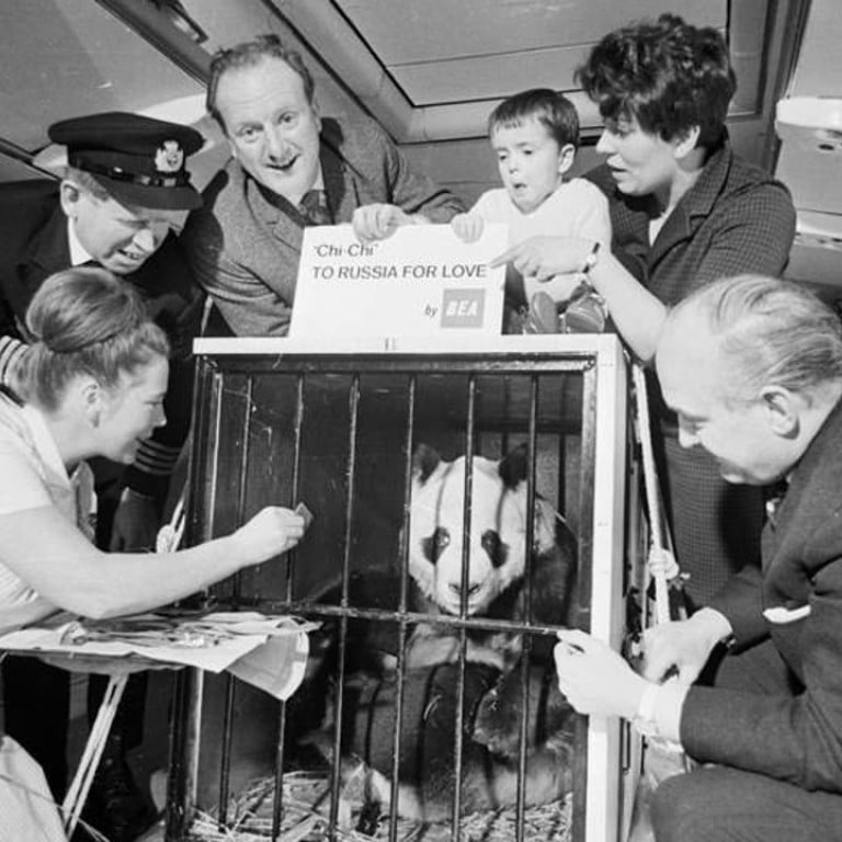 China's female giant panda Chi Chi (above), pictured while being transported aboard an aircraft, became a star attraction in Britain after London Zoo bought her for £12,000 in September 1958.