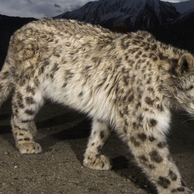 Snow leopards: playing hide and seek with Himalaya's living ghosts